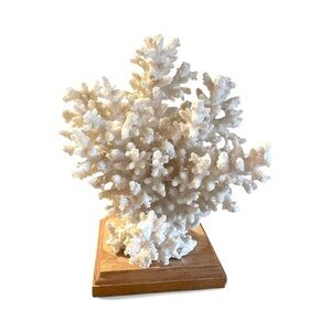 White Coral, Natural, Real, Large.